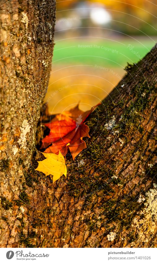 Im Winkel Natur Landschaft Herbst Baum Blatt Garten Park Holz alt festhalten liegen dehydrieren trocken braun gelb grün orange rot Vergänglichkeit Zusammenhalt