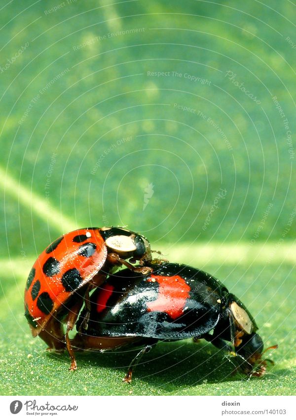 Käfer machen Marienkäfer Insekt rot schwarz grün Makroaufnahme Fortpflanzung Trieb Zärtlichkeiten Nachkommen Familienplanung Frühling Frühlingsgefühle