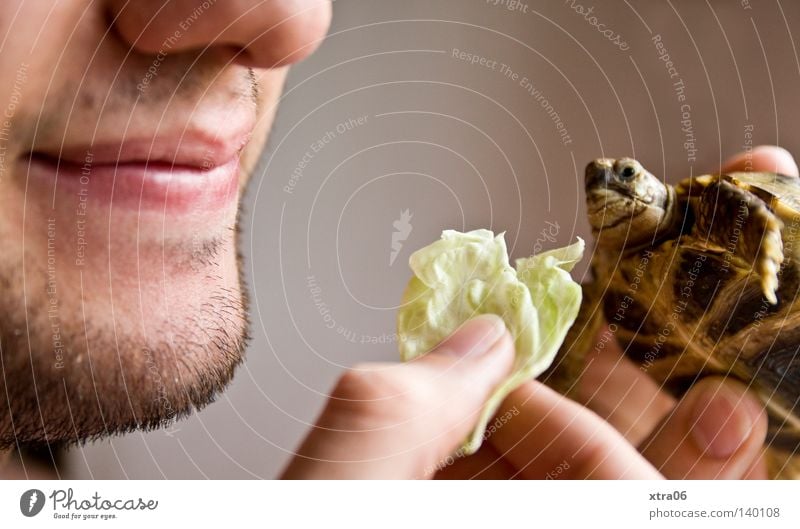 die fütterung Schildkröte füttern Ernährung Salat Salatblatt Mund Kopf Nase Kinn Hand Finger hands turtles Essen