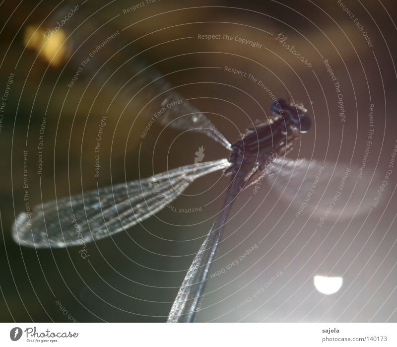 schleierhaft Tier Wasser Flügel dünn grün unklar Beleuchtung filigran fein Klein Libelle Facettenauge Auge Beine Azurjungfer Europa Kopf Insekt Wasseroberfläche