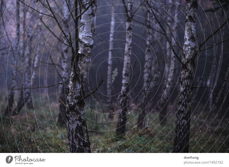 wald. Umwelt Natur Landschaft Pflanze Herbst Klima schlechtes Wetter Nebel Regen Baum Birkenwald Wald bedrohlich dunkel gruselig kalt nass natürlich blau grün