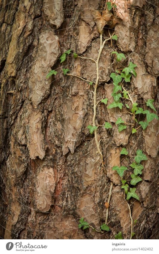 Waldefeu Natur Pflanze Baum Efeu Kiefer Baumrinde Baumstamm Kletterpflanzen Wachstum natürlich trocken braun grün Glaube Trauer Zufriedenheit Hoffnung Idylle