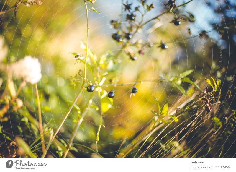 Blaubeeren? Stil Design Umwelt Natur Erde Himmel Sonnenlicht Herbst Schönes Wetter Pflanze Sträucher Blatt Wildpflanze Beerensträucher Beerenfruchtstand
