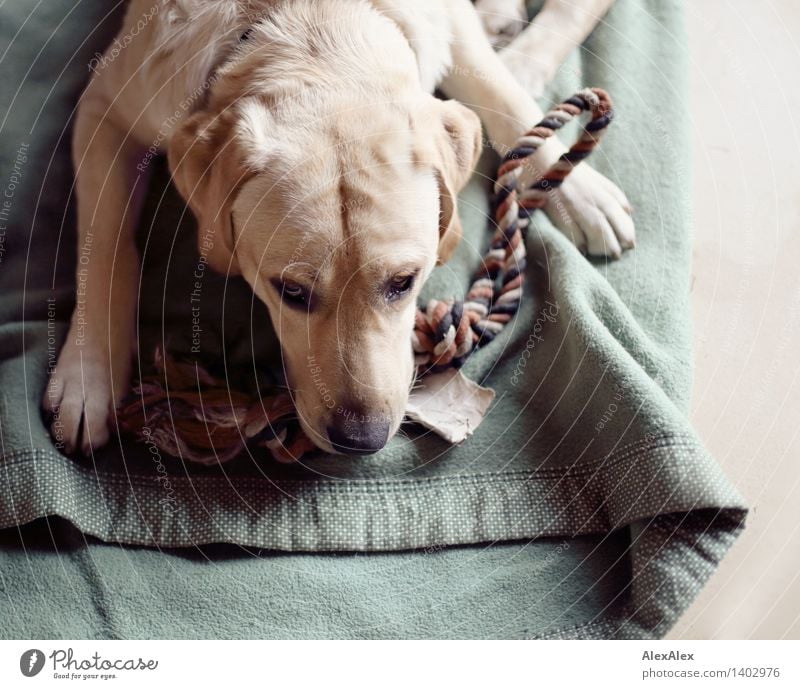 Labrador Mo Tier Haustier Hund 1 Decke Seil Spielzeug liegen warten ästhetisch authentisch blond schön einzigartig natürlich positiv rebellisch wild weich grün