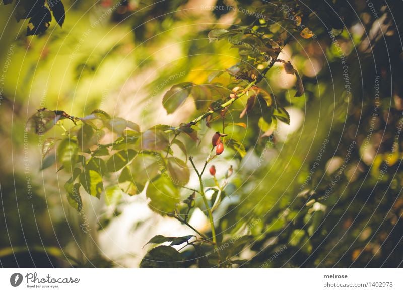 rote Tupfer II elegant Stil Natur Sonnenlicht Herbst Schönes Wetter Pflanze Sträucher Wildpflanze Hagebutten Beerensträucher Blätterdach Zweige u. Äste Feld