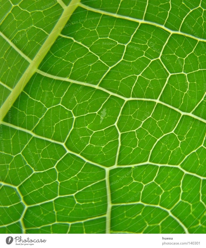 grüne Blattstruktur Blattgrün Blattadern Hintergrundbild netzartig Vernetzung Netzwerk Bildausschnitt Makroaufnahme Detailaufnahme