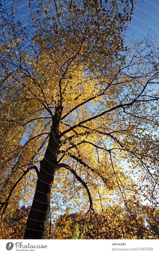 Golden Landschaft Wolkenloser Himmel Sonnenlicht Herbst Schönes Wetter Baum Blatt Baumkrone Baumstamm Ast Wald gelb gold Warmherzigkeit trösten dankbar geduldig