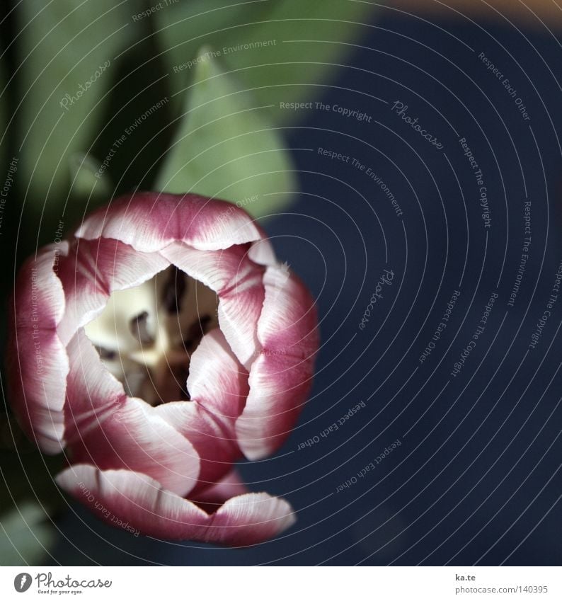 einsichtig Tulpe Blume Frühling Blühend Blüte Vogelperspektive Pflanze Natur Botanik Blumenstrauß blau grün violett weiß Einsamkeit einzeln vertikal Kraft
