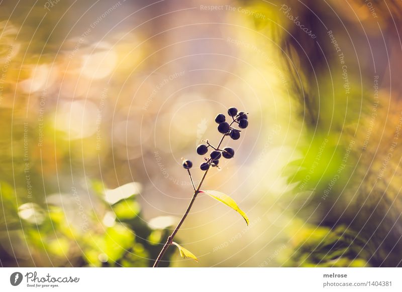 Beerenbokeh elegant Stil Umwelt Natur Sonnenlicht Herbst Schönes Wetter Pflanze Sträucher Blatt Wildpflanze Beerensträucher Wildbeeren Wald Unschärfe