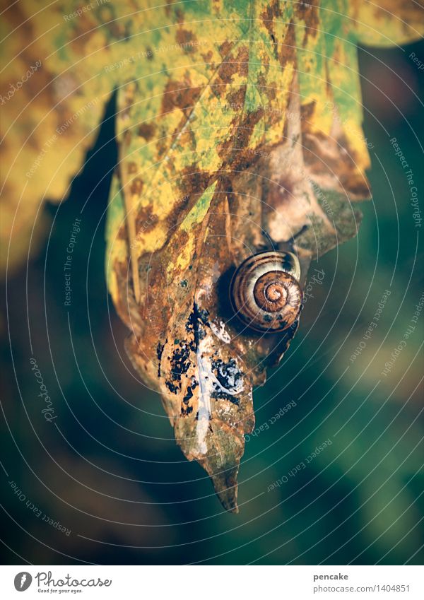 das letzte blatt Herbst Blatt Wald Tier Schnecke Zeichen Vergänglichkeit Schneckenhaus mehrfarbig feucht Herbstlaub Farbfoto Außenaufnahme Nahaufnahme