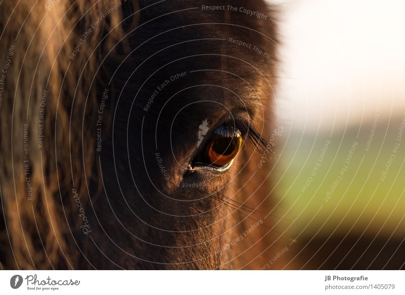 liebenswürdig? Pferd Leidenschaft ruhig Sehnsucht Island Ponys Isländer Auge Sonnenuntergang herbstlich Herbst Licht Momentaufnahme Treue Jungpferd Ferne