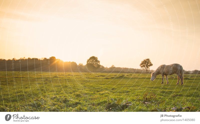 Schein oder Wirklichkeit? Landschaft Wiese Pferd Zufriedenheit Lebensfreude Warmherzigkeit Zusammensein Island Ponys Isländer Sonnenuntergang Sonnenstrahlen