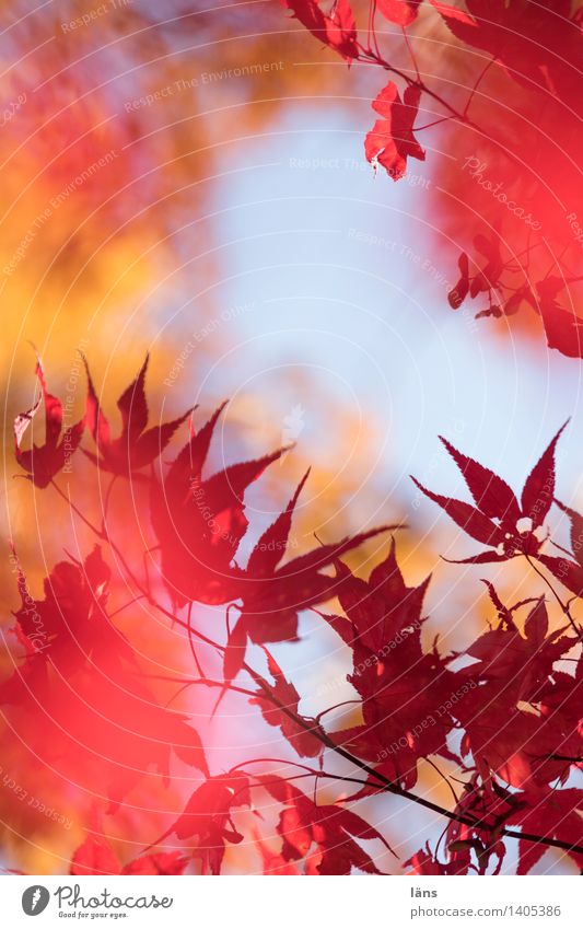 zwischenzeit lll Herbst Blatt Färbung Wandel & Veränderung Ahorn Ahornblatt Japanischer Ahorn Blätterdach mehrfarbig