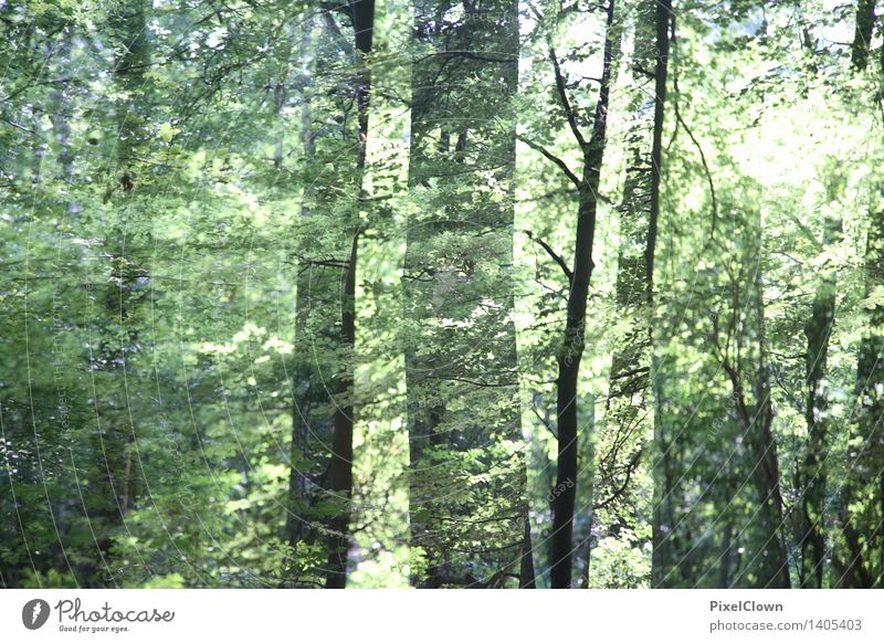 Wald Alternativmedizin Wellness harmonisch ruhig Meditation Ferien & Urlaub & Reisen Sommer wandern Landwirtschaft Forstwirtschaft Kunst Natur Landschaft
