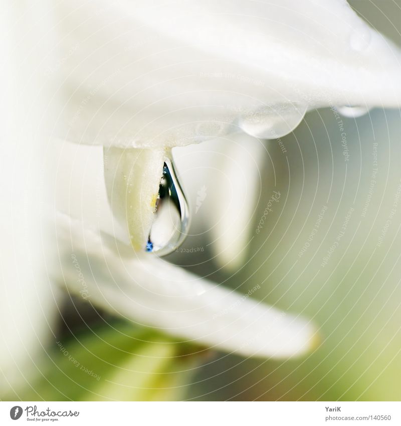 hold Regen Wassertropfen feucht nass grün weiß Pflanze Reflexion & Spiegelung durchsichtig Makroaufnahme Unschärfe Format Quadrat Nahaufnahme Tau Seil hell