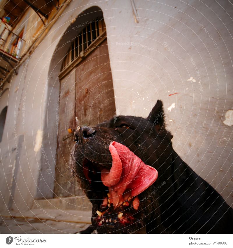 Schleckermäulchen Hund Schnauze Gebiss Kiefer Zunge schwarz Tier Haustier Fell Tür Eingang Türsteher beißen gefährlich Zugangskontrolle bellen