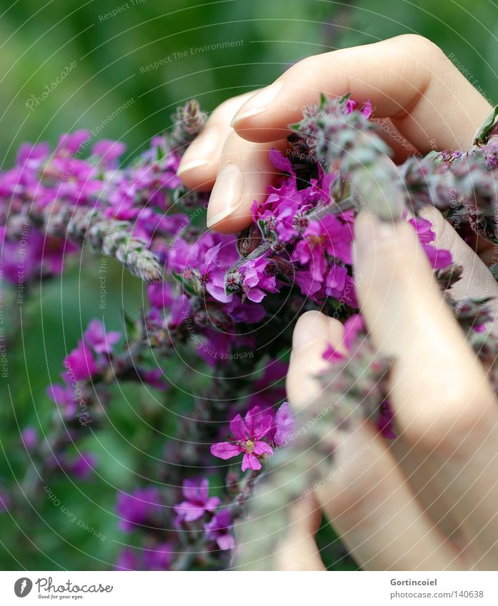 Behutsam schön Haut harmonisch Sinnesorgane Sommer feminin Frau Erwachsene Hand Finger Natur Pflanze Frühling Blume Blüte berühren festhalten frisch violett