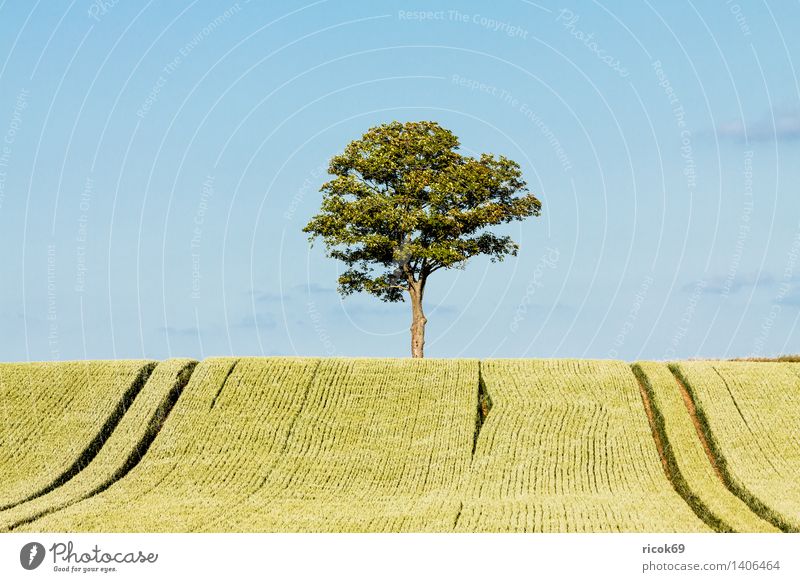 Baum am Feldrand Getreide Landwirtschaft Forstwirtschaft Natur Landschaft Pflanze blau grün Himmel Getreidefeld Mecklenburg-Vorpommern alleinstehend einzeln