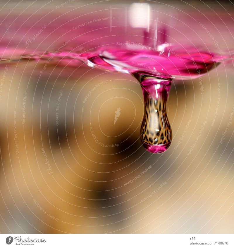 hanging hängen rosa Leopard Hintergrundbild Spiegel durchsichtig Vogelperspektive Makroaufnahme Nahaufnahme das Hängen Wasser Wassertropfen nass feucht Drop