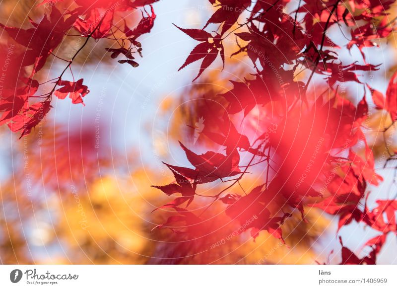 zwischenzeit ll Umwelt Herbst Pflanze Baum Blatt Japanischer Ahorn Garten Park leuchten natürlich Blätterdach Menschenleer Schwache Tiefenschärfe
