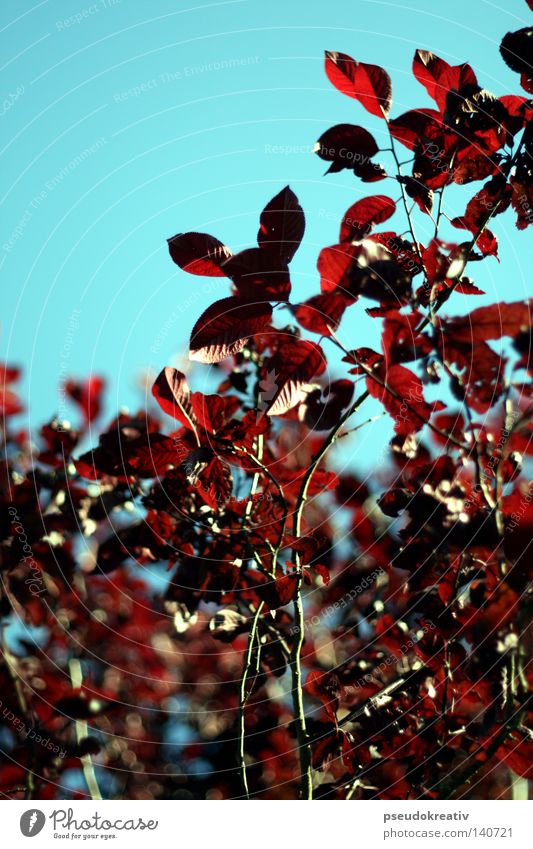 melly - Tree of Mana Baum Blatt Geäst Zweige u. Äste rot braun Herbst Jahreszeiten Blüte Blühend Blauer Himmel blau Sonnenstrahlen Ast Blühte Sommer