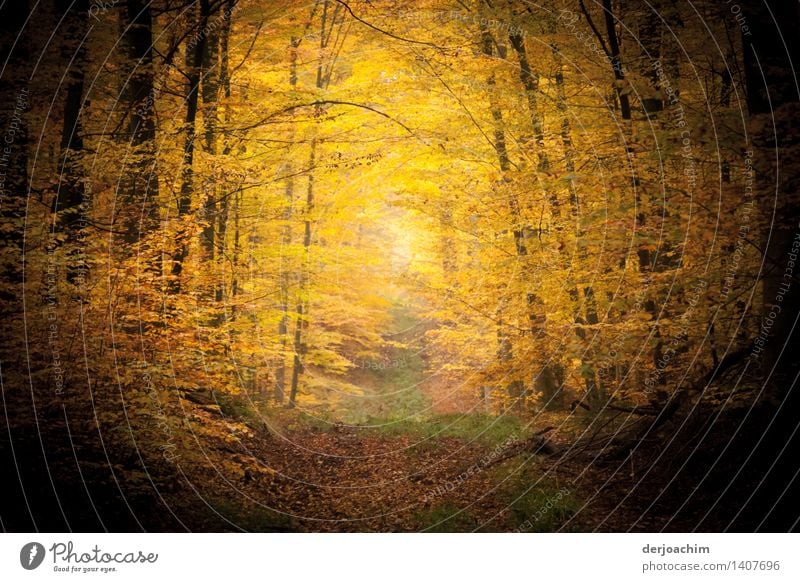 Herbststimmung ,Natur Pur, "Herbst " im Steigerwald. Ein Traumhafter Märchenwald. Von Farben und Sonne verwöhnt. Freude Wohlgefühl wandern Landwirtschaft