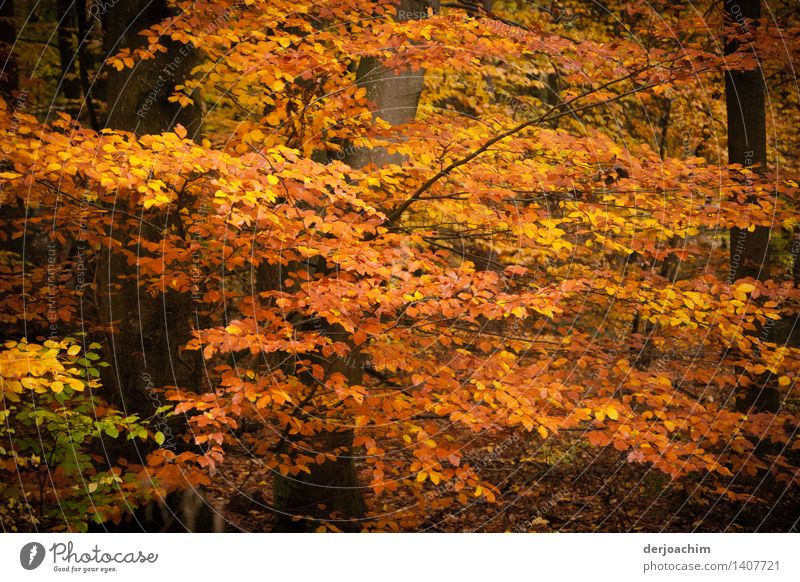 Herbstzauber , Farbenrausch im Steigerwald. Bunte Blätterzweige leuchten von der Sonne. exotisch Wohlgefühl wandern Natur Schönes Wetter Blatt Wald Bayern