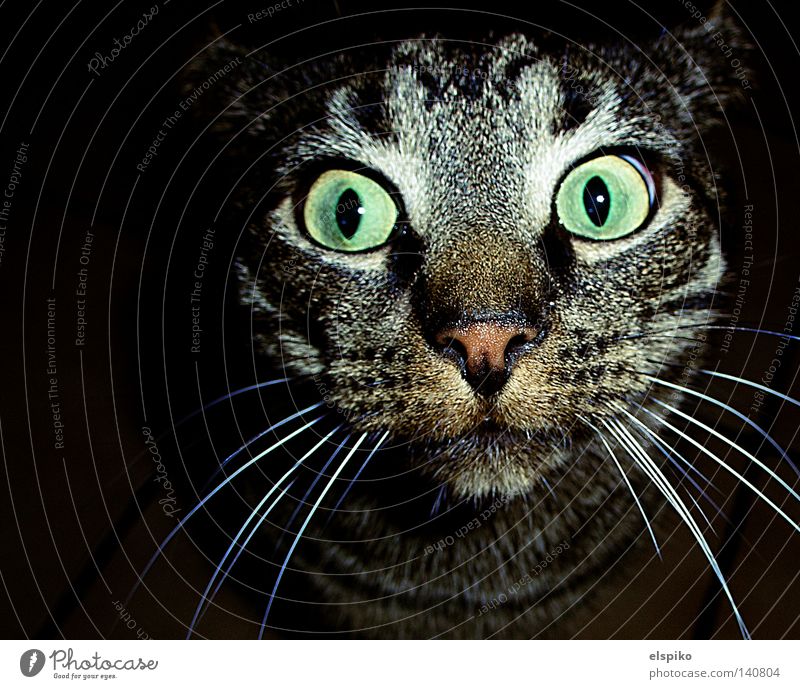 Wat? Schon wieder? Katze Hauskatze Tier Fell Blick entdecken gefangen Überraschung dumm Säugetier Makroaufnahme Nahaufnahme getigert