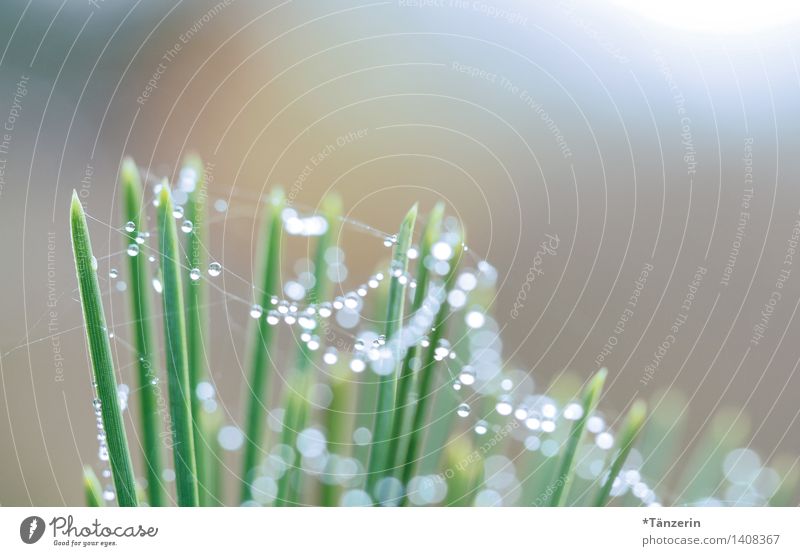 Taugirlanden Umwelt Natur Pflanze Urelemente Wassertropfen Sonnenlicht Herbst Gras Wiese ästhetisch frisch glänzend natürlich schön weich grün Spinngewebe