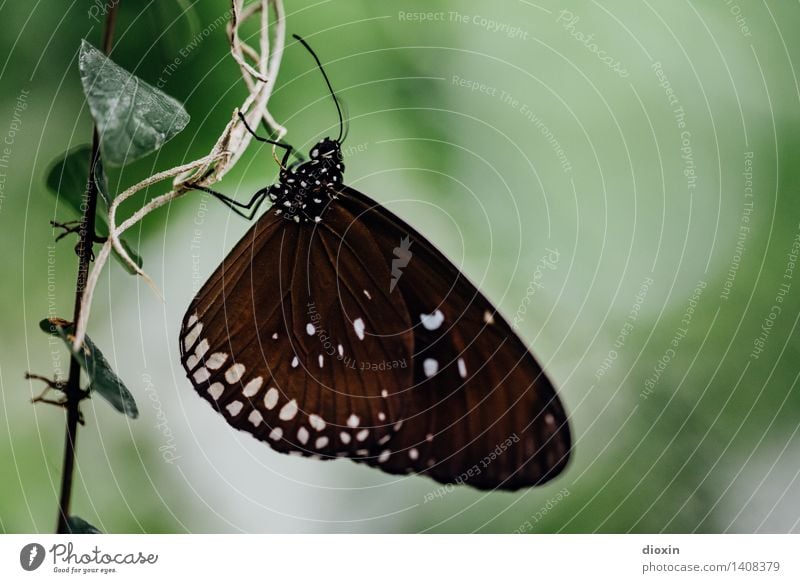 Cliffhanger Pflanze Efeu Tier Wildtier Schmetterling Flügel Facettenauge Fühler 1 festhalten hängen klein Leichtigkeit filigran Farbfoto Nahaufnahme