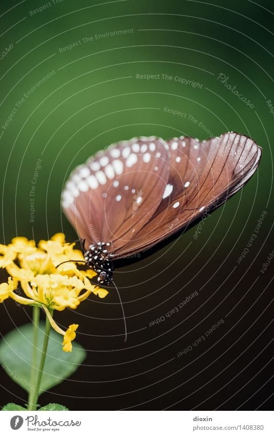 Metterhage Schmetterling Makroaufnahme Insekt Nahaufnahme Flügel Pflanze Fühler Tierporträt