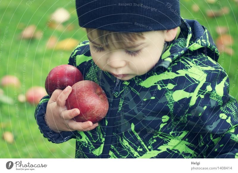 kleiner Junge in schwarz-grüner Jacke hält zwei dicke rote Äpfel in der Hand und schaut nach unten Frucht Apfel Bioprodukte Mensch maskulin Kind Kleinkind