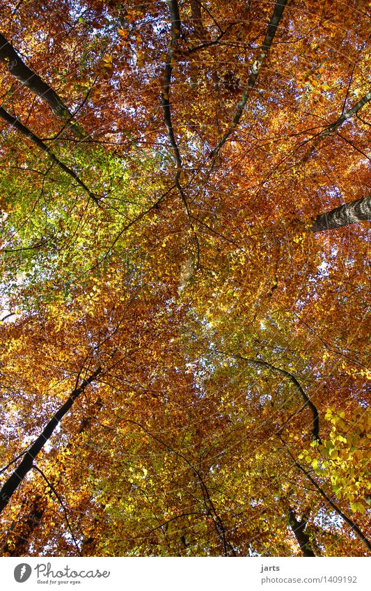 alle farben Natur Landschaft Pflanze Himmel Herbst Schönes Wetter Baum Blatt Wald frisch glänzend hell natürlich schön ruhig Dach wettergeschützt mehrfarbig