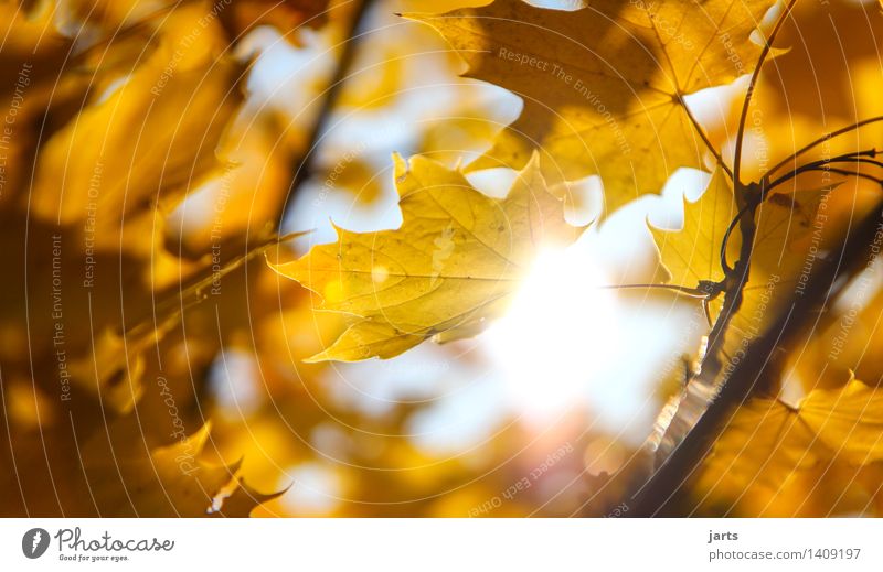 sonnenschein Sonne Sonnenlicht Herbst Schönes Wetter Baum Blatt Wald frisch hell natürlich schön Wärme gelb gold Gelassenheit ruhig Natur Farbfoto Außenaufnahme