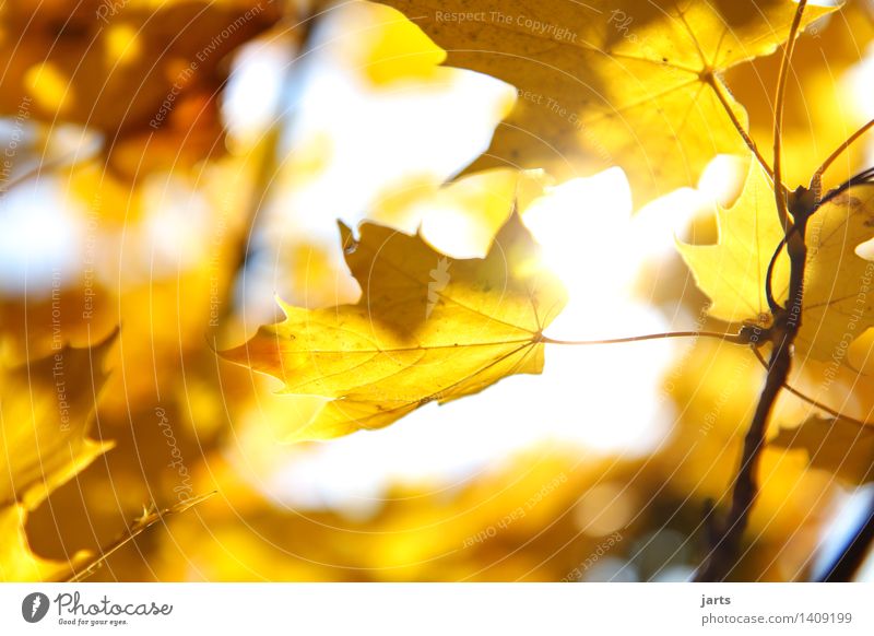 sonntags wetter Pflanze Sonnenlicht Herbst Schönes Wetter Baum Blatt Wald leuchten hell natürlich schön gelb gold Natur Farbfoto Außenaufnahme Nahaufnahme