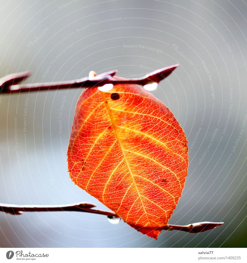 Eingeklemmt Natur Pflanze Herbst schlechtes Wetter Baum Blatt Tropfen Herbstfärbung Blattadern Zweige u. Äste gelb grau orange Einsamkeit Hoffnung Leichtigkeit