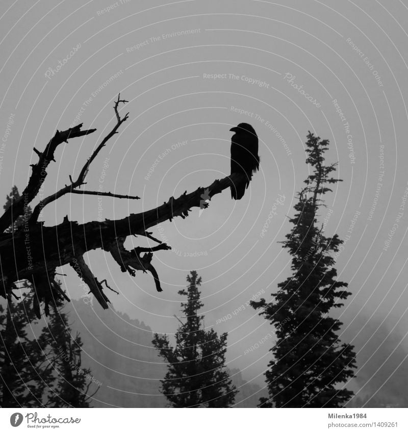 Crow Natur Landschaft Pflanze Tier Himmel Wolken Wetter Nebel Wald Vogel 1 Unendlichkeit gruselig trist Krähe Rabenvögel USA Amerika Bryce Canyon
