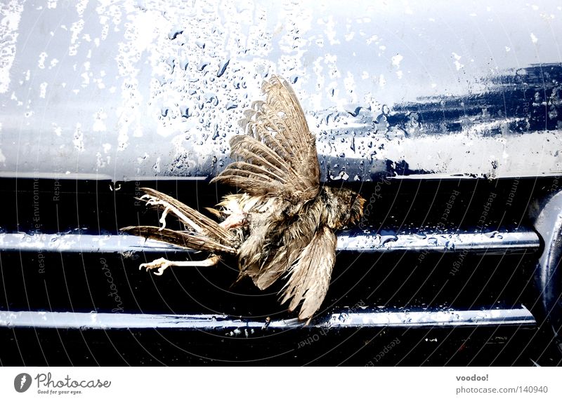 Der Tod fuhr zu schnell. Sensenmann Aufschlag Vogel PKW hart Unfall fliegen Fliegenfalle flugunfähig Todesbote toter Vogel kein natürlicher Tod ciao Luftverkehr