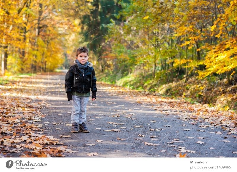 Ein Junge steht im Walde Kind Kleinkind Kindheit Leben 1 Mensch 3-8 Jahre Natur Herbst Blatt stehen Fußweg Wege & Pfade Einsamkeit herbstlich Herbstlaub