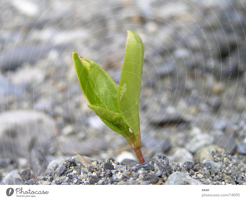 einsam Pflanze Kies grün grau Stein olympus