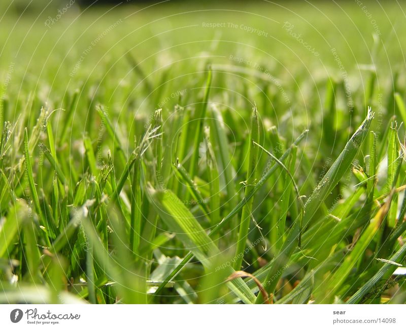zerhackt grün Gras Rasenmäher Wiese zerkleinern