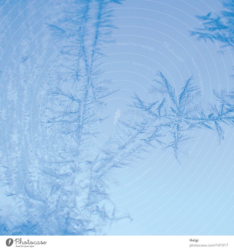 bizarre Eisblumen auf einer Glasscheibe Winter Frost Schnellzug frieren Fensterscheibe kalt glänzend Morgen gefroren Minusgrade blau weiß Natur Naturphänomene