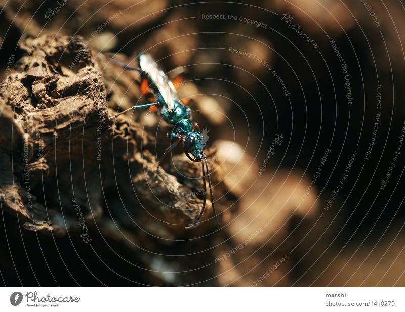 blauschimmernd Natur Tier türkis Insekt Ekel Flügel Käfer Farbfoto Nahaufnahme Detailaufnahme Makroaufnahme Unschärfe Tierporträt