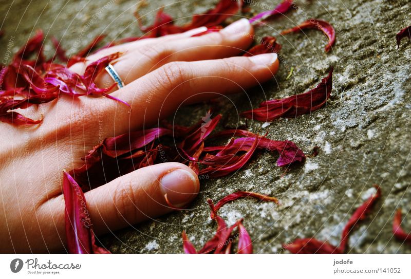Vergänglichkeit. Hand Blütenblatt Rosenblätter Vergangenheit Steinboden Steinplatten grau rot violett Finger Fingernagel Daumen Zeigefinger Ringfinger