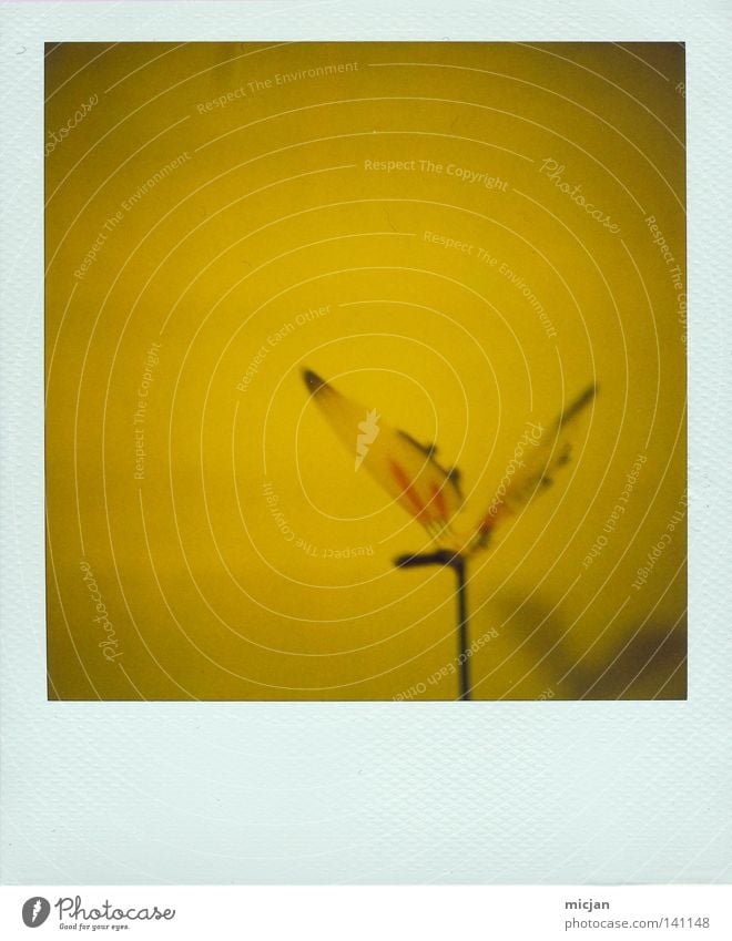 Zitronenflatter Polaroid analog 600 Bilderrahmen weiß gelb Schmetterling Insekt Kunst künstlich gestellt Kunststoff fliegen frei Freiheit Stock Farbe Flügel