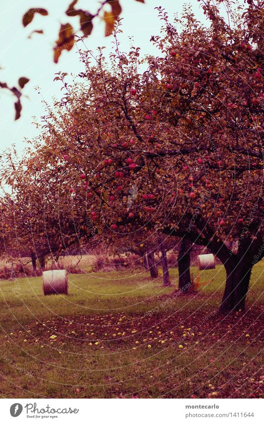 fallobst Apfel Ernährung Umwelt Natur Pflanze Urelemente Erde Himmel Herbst Baum Gras Blatt Blüte Grünpflanze Nutzpflanze Wildpflanze Apfelbaum Fallobst