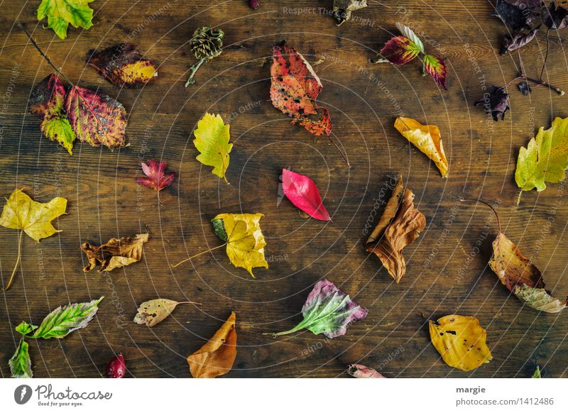 Der Klassiker- bunter Herbst Umwelt Natur Pflanze Tier Baum Blatt mehrfarbig gelb grün rot Eichenblatt Sammlung viele Verschiedenheit dehydrieren Herbstlaub