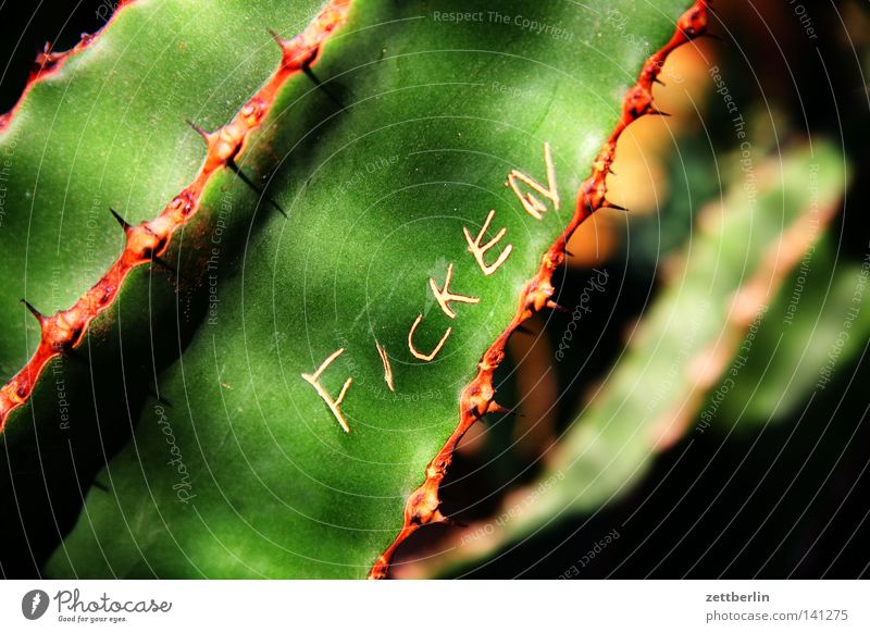 Ficken Kaktus Stachel grün Grünpflanze Zimmerpflanze Pflanze Sauerstoff atmen Photosynthese Fortpflanzung Sex Narrenhände Schriftzeichen Typographie Information