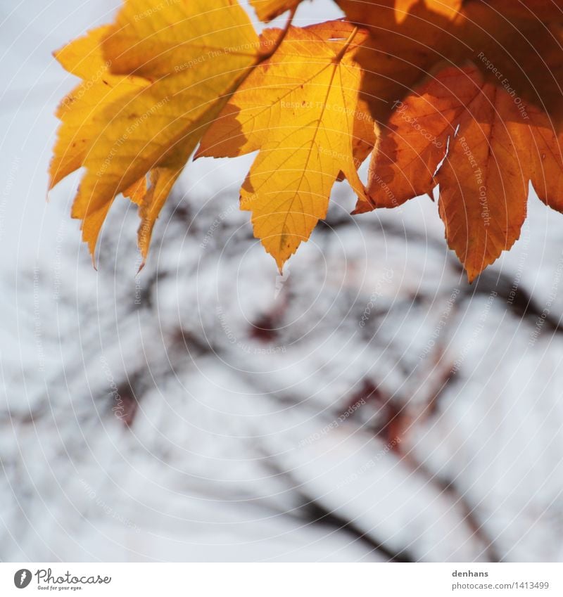 Herbstlaub Natur Pflanze Himmel Klima Baum Blatt Park Wald alt natürlich braun gelb orange Traurigkeit Trauer Tod Einsamkeit Pause Umwelt Verfall