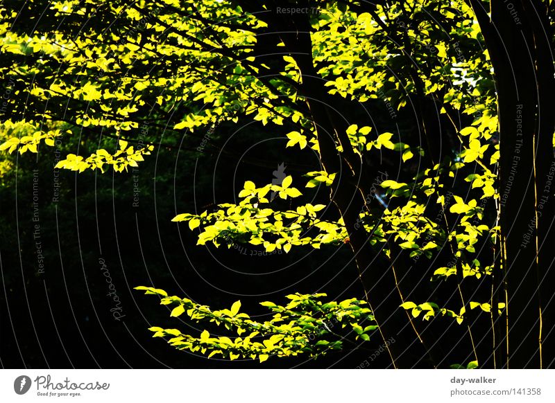 Biologischer Leuchtstoff Baum Blatt Photosynthese Licht Sonnenstrahlen Pflanze glänzend Reifezeit Blattgrün Sommer Wald glühen Park Ast Zweig Schatten